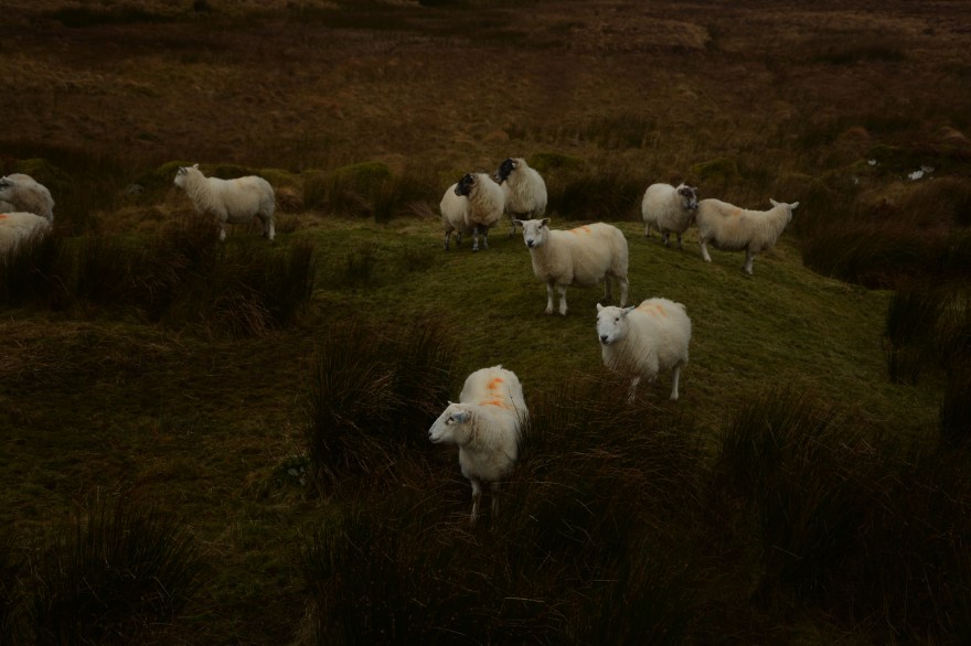 sheep